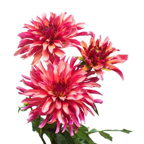 Bouquet flower of beautiful fashionable pink dahlia macro nature — Stock Photo, Image