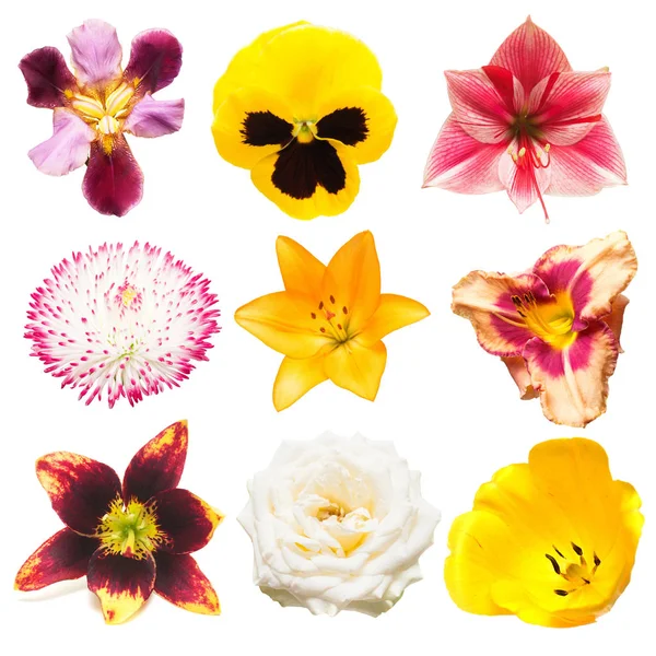 Цветы коллекция разнообразных роз, маргаритки, ирисы, пансионы , — стоковое фото