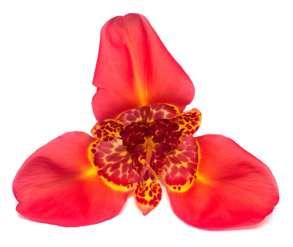 Beautiful red Scarlet flower Tigridia isolated on white backgrou