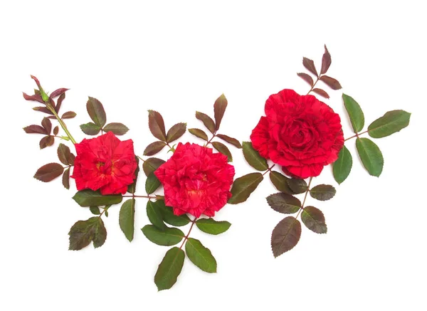 Een mooi boeket van roze bloemen rozen geïsoleerd op witte achterzijde — Stockfoto