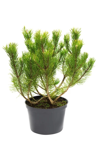 Tall Pinus mugo i en pott som isolerad på vit bakgrund — Stockfoto