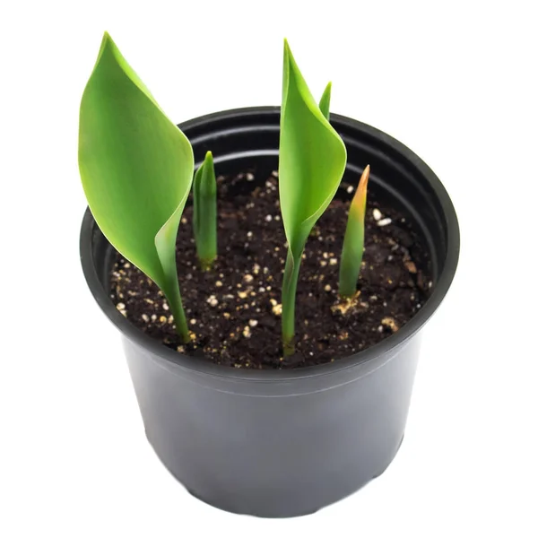 Young tulip during growth and ripening in a pot isolated on whit — Stock Photo, Image
