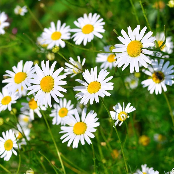 Fleurs marguerite blanche curative sur un fond dans le jardin sur le th — Photo