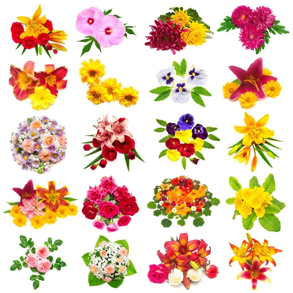 Blumen Sammlung von Rosen, Lilien, Kamillen, Hibiskus, Christrosen — Stockfoto