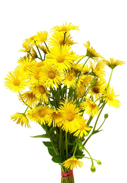 Un bouquet de fleurs jaunes marguerites curatives isolées sur blanc b — Photo