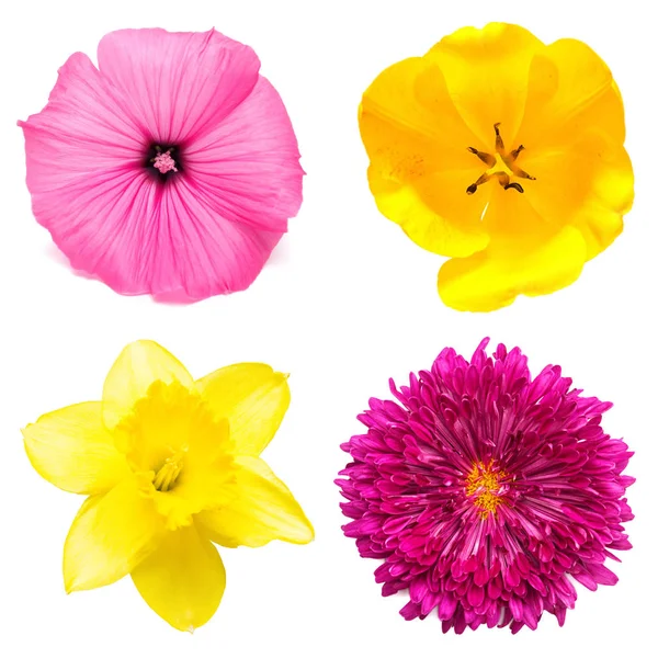 Kolekce krásných květin Narcis, chryzantéma, lavate — Stock fotografie