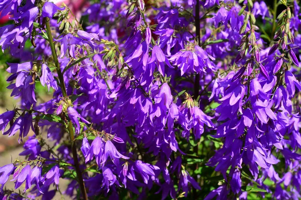 Цветы колокол в саду закрыть. Фиолетовый цвет — стоковое фото