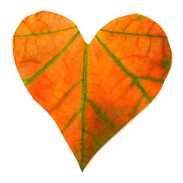 Hoja amarilla en forma de corazón aislado sobre fondo blanco. M —  Fotos de Stock