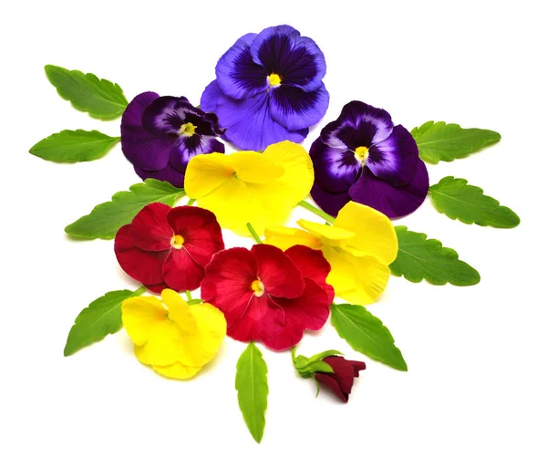 黄色、紫と赤のパンジーの花の美しい花束。B — ストック写真