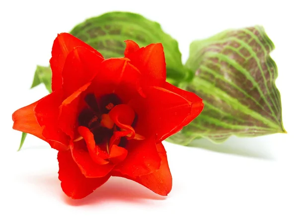 Vackra röda tulip flower isolerad på vit bakgrund. Flat la — Stockfoto