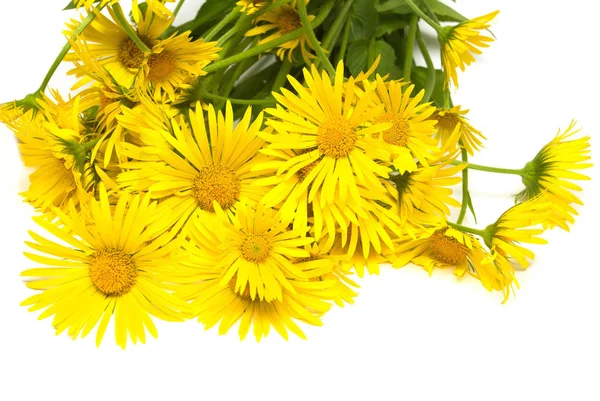 Un bouquet di fiori gialli margherite curative isolato su b bianco — Foto Stock