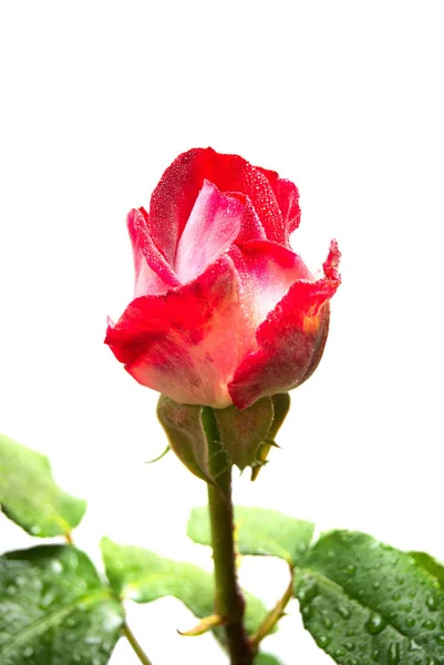 Róża Kwiat Macro czerwony z kropelki na białym tle — Zdjęcie stockowe