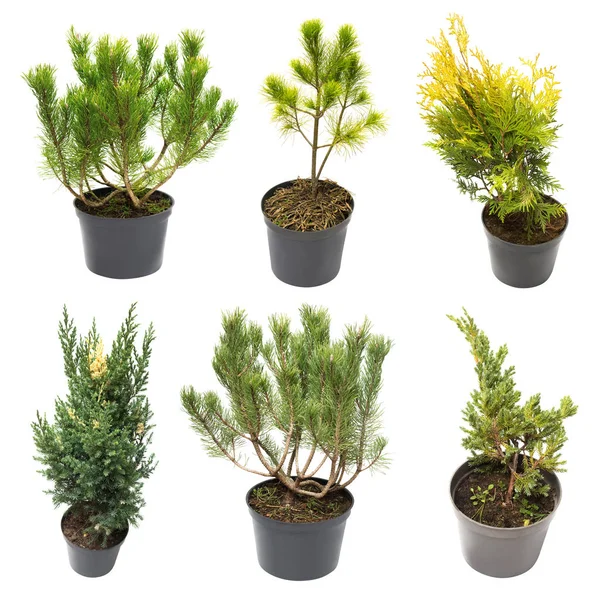 Collection of conifers Pine Pinus mugo, Pinus strobus pine, Juni — Stock Photo, Image