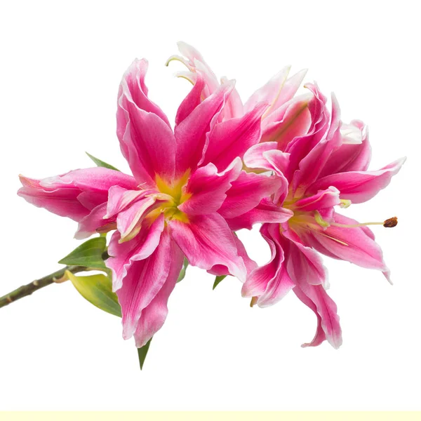 Schöner Strauß rosa Lilienblüte — Stockfoto