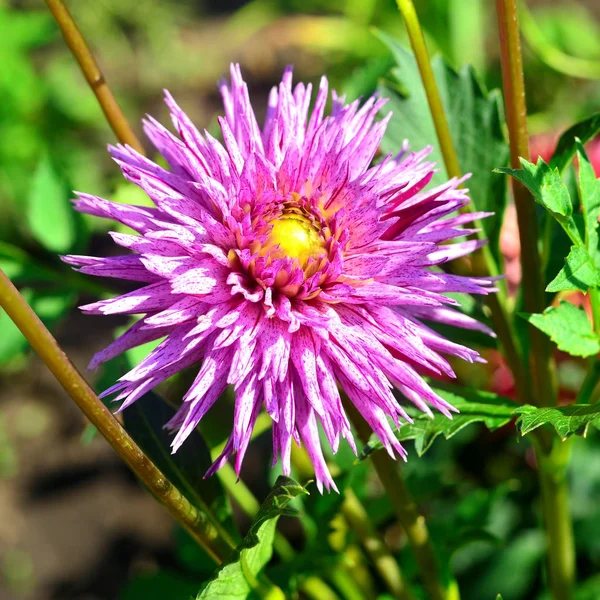 Dahlia fleur dans un jardin sur un parterre de fleurs — Photo