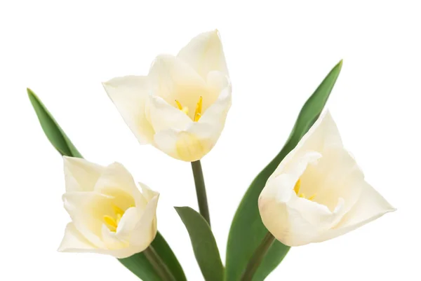 Strauß schöne Tulpen Blumen isoliert auf weißem Hintergrund. s — Stockfoto