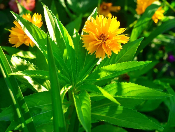 Цветок желтой маргаритки в саду на фоне — стоковое фото
