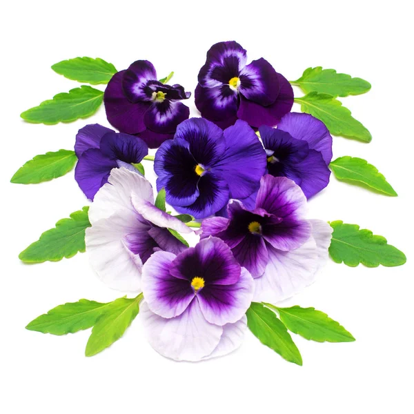 Krásná kytice s purple pansy květiny. Větve a listy w — Stock fotografie