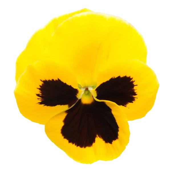 Flores amarillas pansy aisladas sobre fondo blanco. Puesta plana, superior — Foto de Stock