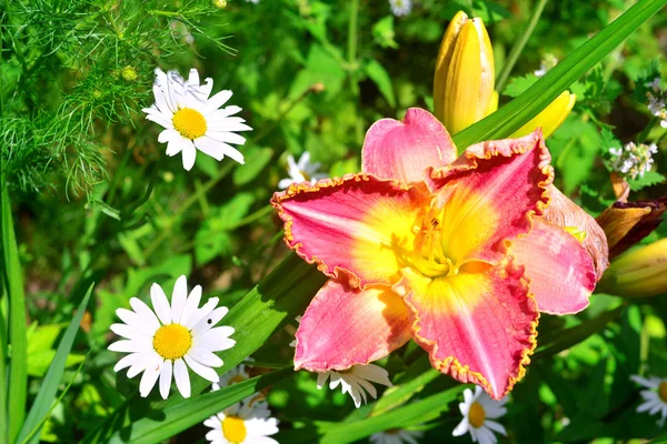 Schöne Blüten der Taglilie im Garten gegen den Rücken — Stockfoto