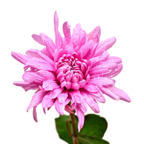 Chrysanthemum pink flower isolated on white background. Flat lay — Stock Photo, Image