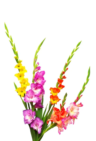 Vacker bukett av mångfärgade gladiolus blommor isolerad på — Stockfoto