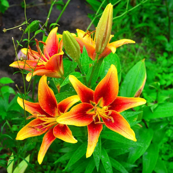 Flowers of red and yellow lilies with drops in the garden on the — Stock Photo, Image