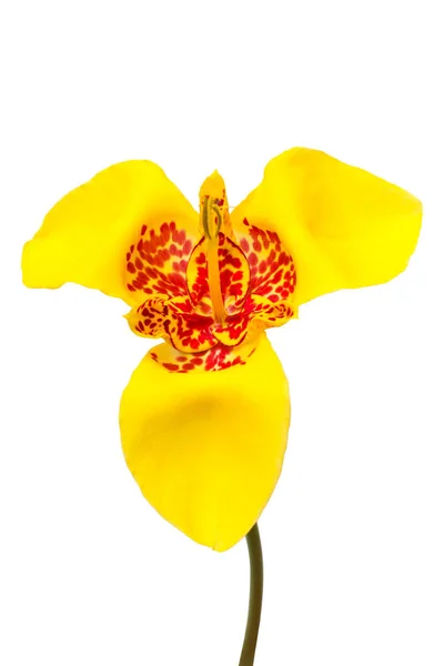 Красивый желтый цветок Алая Тигридия изолированы на белом фоне — стоковое фото