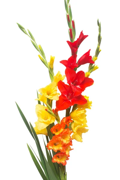 Vacker bukett av mångfärgade gladiolus blommor isolerad på — Stockfoto