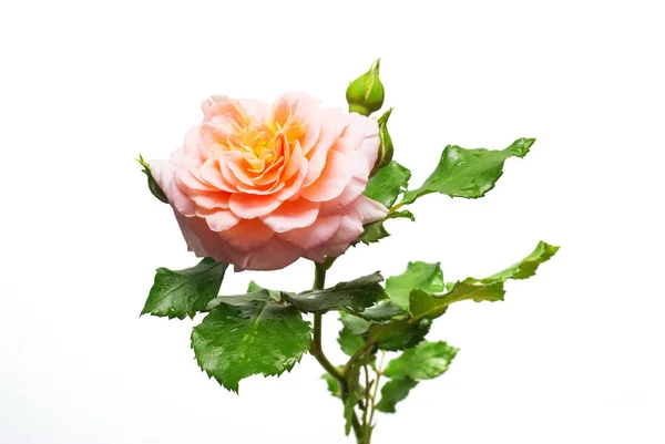 Bela flor rosa isolado no fundo branco. Casamento — Fotografia de Stock