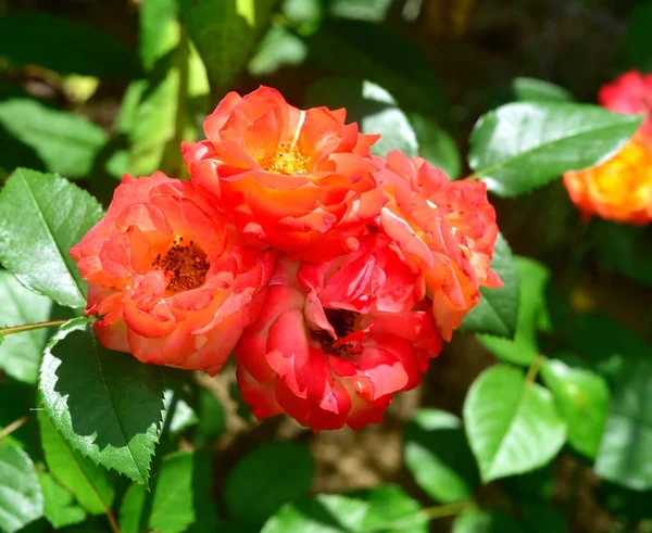 Hermoso ramo de rosas de flores rosas y naranjas en el jardín — Foto de Stock