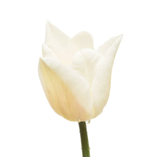Bellissimo fiore di tulipano isolato su sfondo bianco. Posa piatta, t — Foto Stock