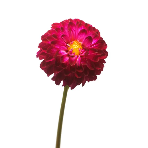 Izolat kwiat makro natura piękne modne Dalia różowy — Zdjęcie stockowe