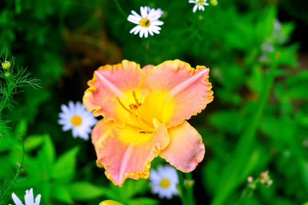 Hermosas flores del día en el jardín contra la espalda —  Fotos de Stock