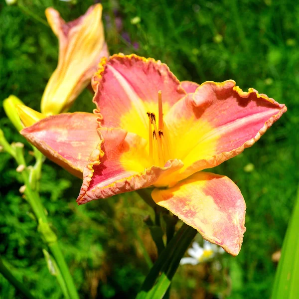 Красива квітка денної лілії в саду на спині — стокове фото