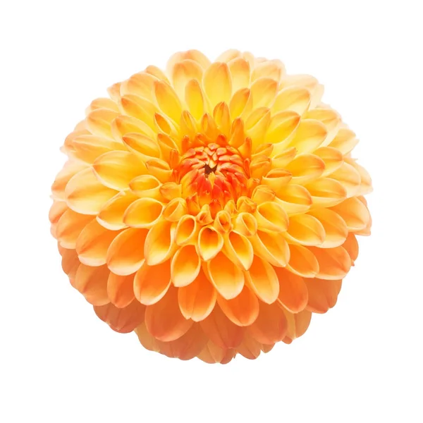 Çiçek güzel turuncu dahlia makro doğa üzerinde beyaz izole — Stok fotoğraf