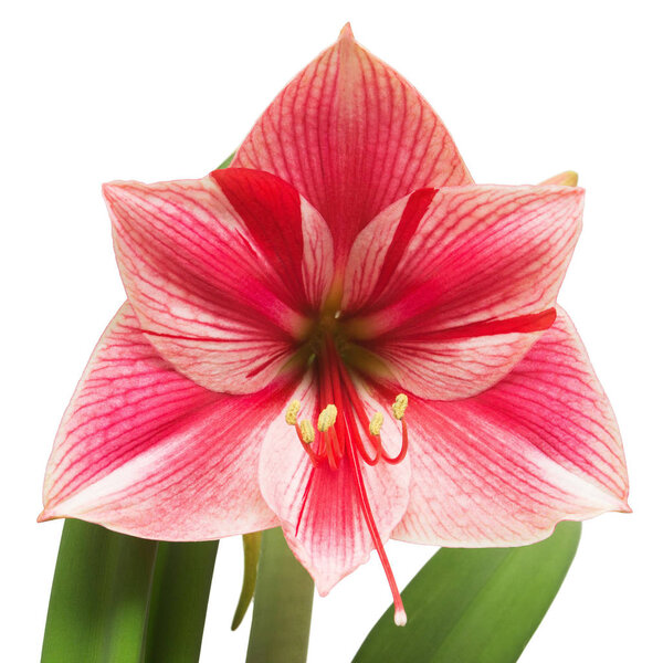 Amaryllis pink flowers isolated on white background. Flowering, 