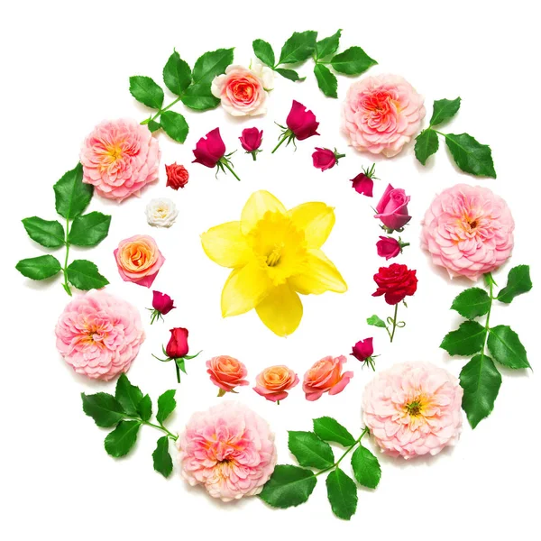Grinalda com folhas e flores de rosas rosa e narciso isola — Fotografia de Stock