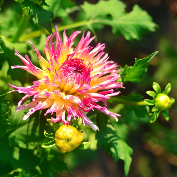 Flowers of pink dahlias and buds in the garden on the flowerbeds — Stock Photo, Image