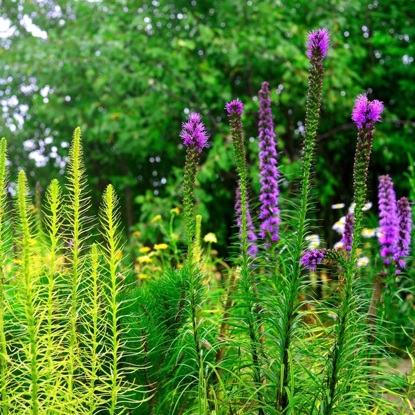 Liatris flores no jardim nos canteiros contra backgrou — Fotografia de Stock