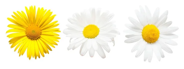 Verzameling van mooie madeliefjebloemen geïsoleerd op witte CHTERGRO — Stockfoto