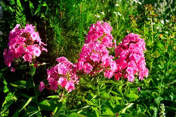 Flor phlox rosa no jardim nos canteiros no backgro — Fotografia de Stock