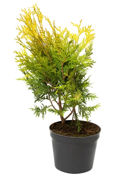 Mazı (bitki üzerinde beyaz b izole bir top şeklinde güzel altın)