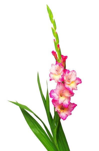 Gren av en gladiolus rosa blomma isolerad på vit bakgrund — Stockfoto