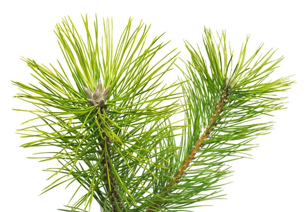 Fenyő fekete Pinus nigra elszigetelt fehér background — Stock Fotó