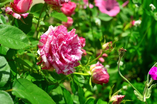 Hermosa flor de rosa a rayas en el jardín en el fondo de — Foto de Stock