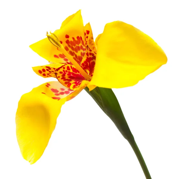 Hermosa flor escarlata amarilla Tigridia aislada en respaldo blanco —  Fotos de Stock