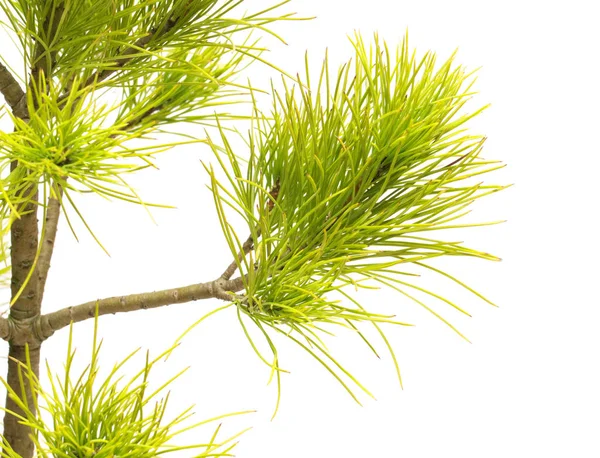 Pinus strobus pine geïsoleerd op witte achtergrond. Conifeerachtige boom — Stockfoto