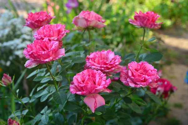 Flowers of a rose and a yarrow in a garden on a background of a — Stock Photo, Image