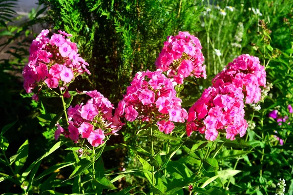 Backgro üzerinde Çiçek bahçesinde çiçek pembe phlox